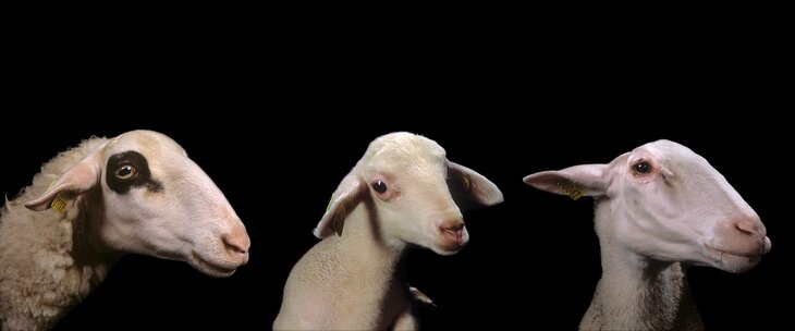 Expositions Condition ovine Nabil Boutros