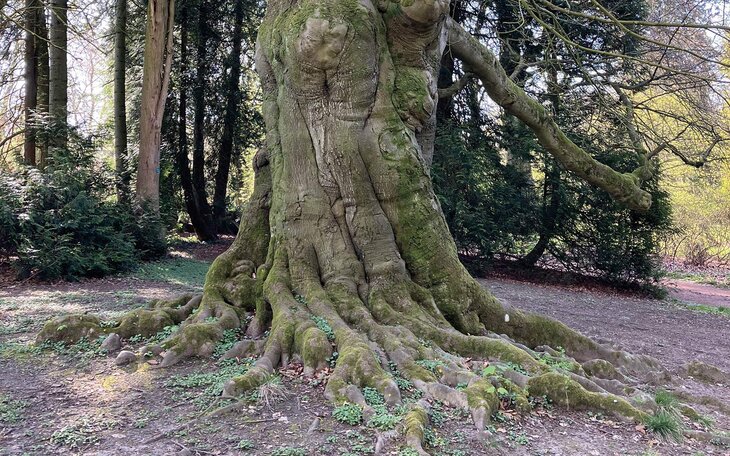 Loisirs PaJaWa - Balade familiale parmi arbres biscornus