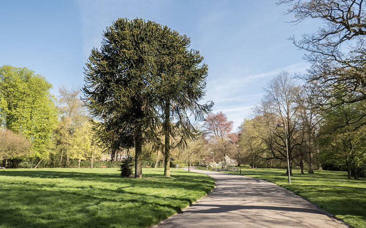 Loisirs Visite Parc - arbres monde