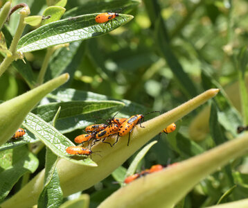 Soirées Apéro-conférence - quizz insectes