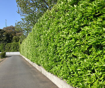 Loisirs La haie l honneur