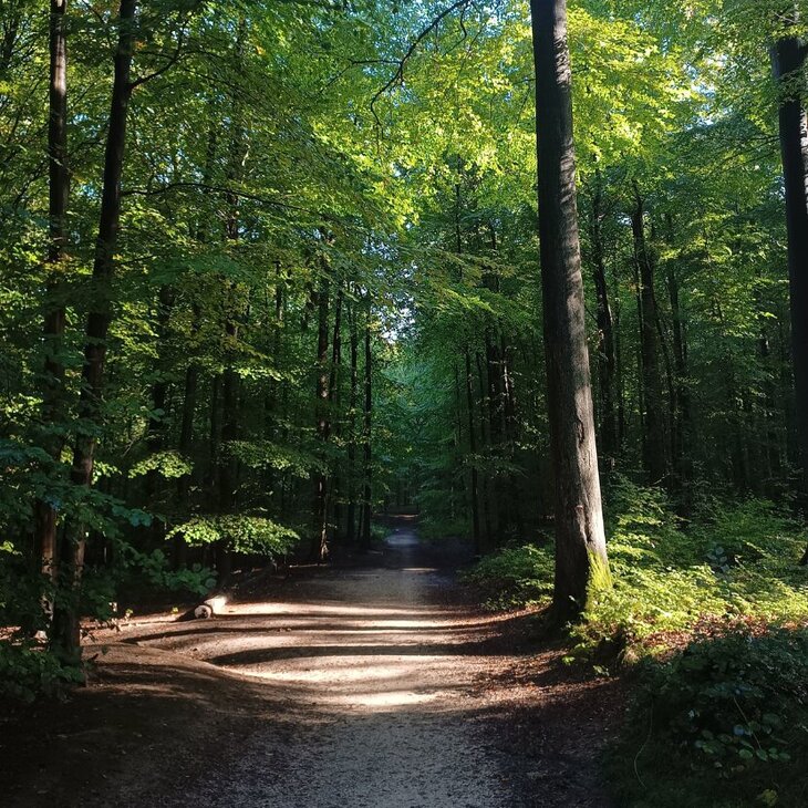 Loisirs La forêt Soignes, toute histoire