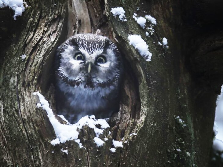 Spectacles Le chant forêts
