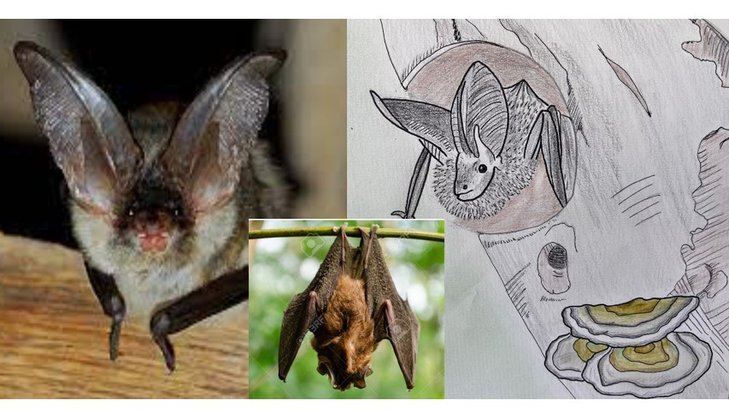 Loisirs A découverte chauves-souris