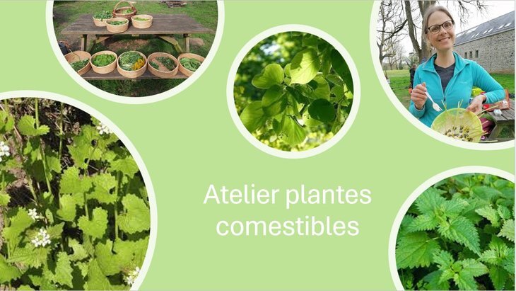 Loisirs Atelier plantes comestibles