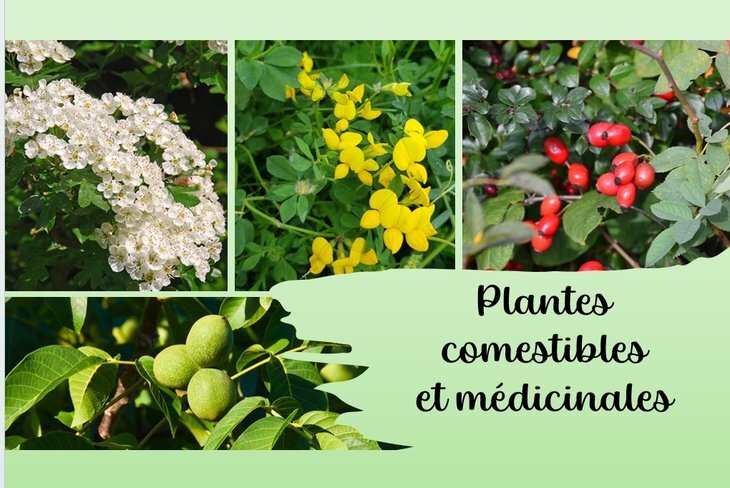 Loisirs Plantes sauvages comestibles
