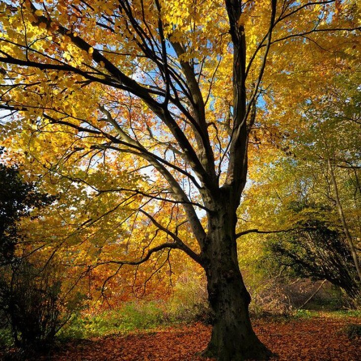 Loisirs Le hêtre emblème la Forêt Soignes