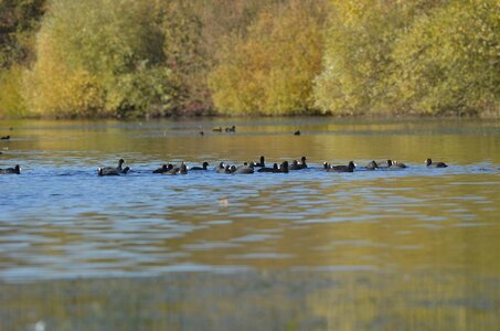 Loisirs Balade naturaliste : chorégraphie migrateurs