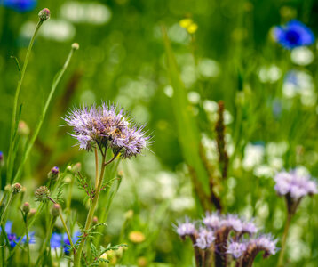 Loisirs Fresque la biodiversité