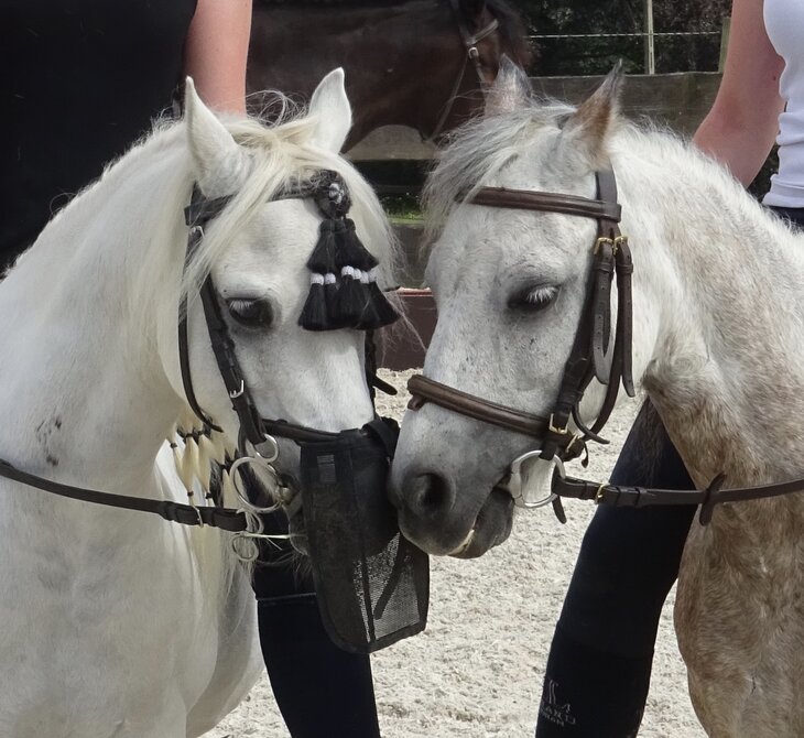 Stages,cours Stage d équitation pour enfants adolescents