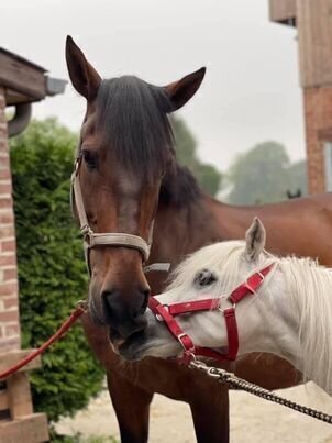 Stages,cours Stage d équitation pour enfants adolescents
