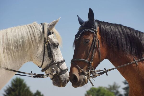 Stages,cours Stage d équitation pour enfants adolescents