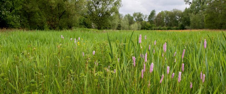 Loisirs Balade: Plantes sauvages comestible Kelmis la vallée la Gueule