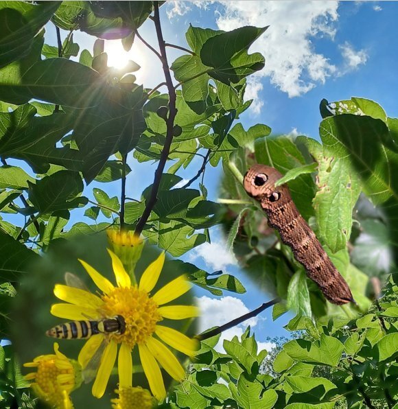 Loisirs Collaboration plantes insectes