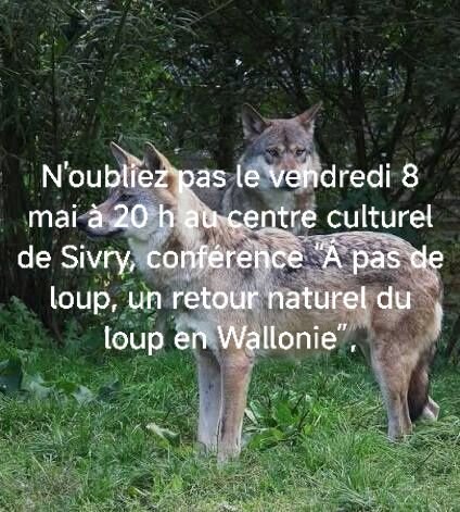 Conférences A de loup, retour naturel loup Wallonie