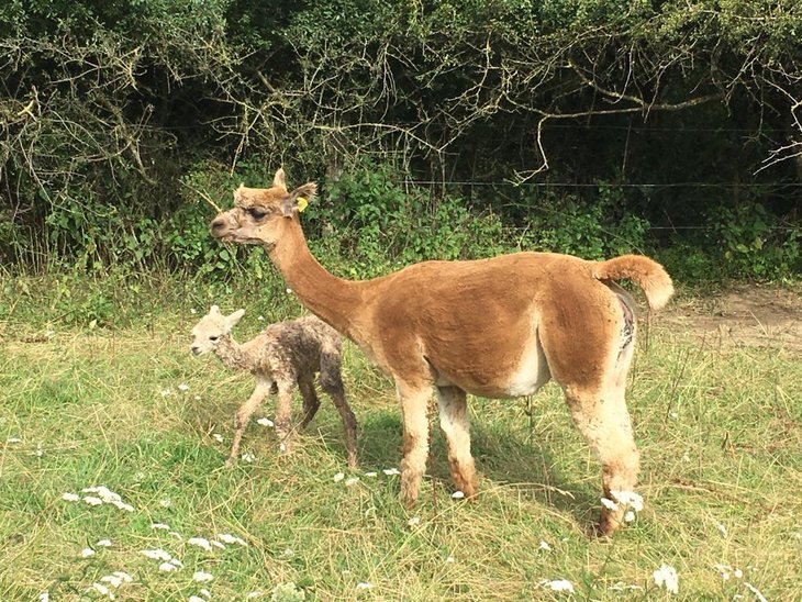 Loisirs Visite d un élevage d alpagas de chevaux Trait Ardennais