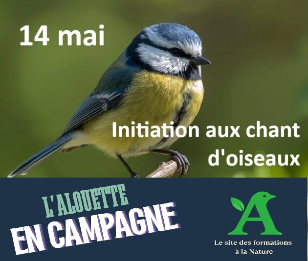 Stages,cours Initiation chants oiseaux visioconférences