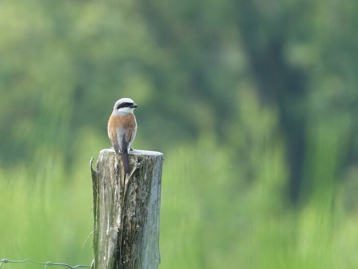 Loisirs Oiseaux bocages Famenne