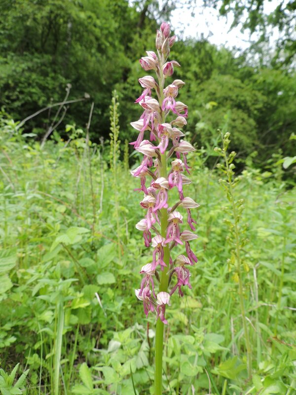 Loisirs Balade dans Réserve Naturelle 4600 Lanaye ;