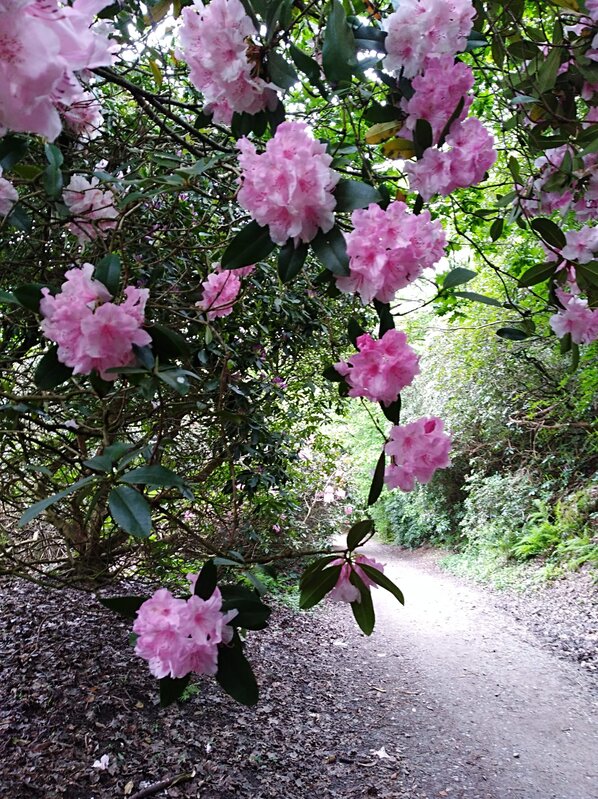 Loisirs Rando rhododendrons - Marcher-Prier forêt Soignes