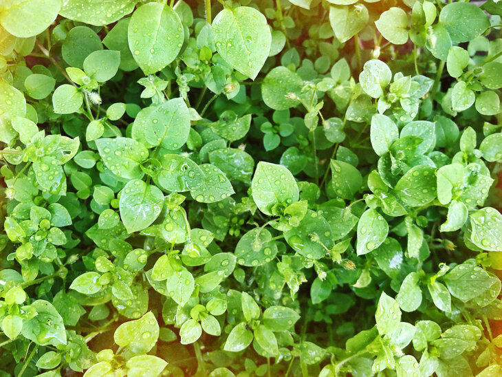 Loisirs Balade plantes sauvages comestibles