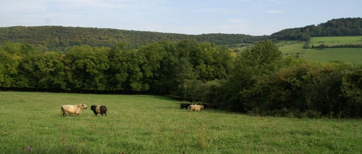 Loisirs Balade: Plantes sauvages comestibles dans prairies d Eupen