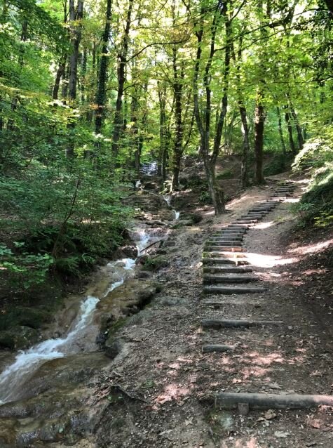 Loisirs Balade: Plantes sauvages comestibles dans forêt d Aix-la-Chapelle