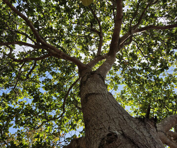 Loisirs Sortie familiale Les arbres centenaires à Tournai