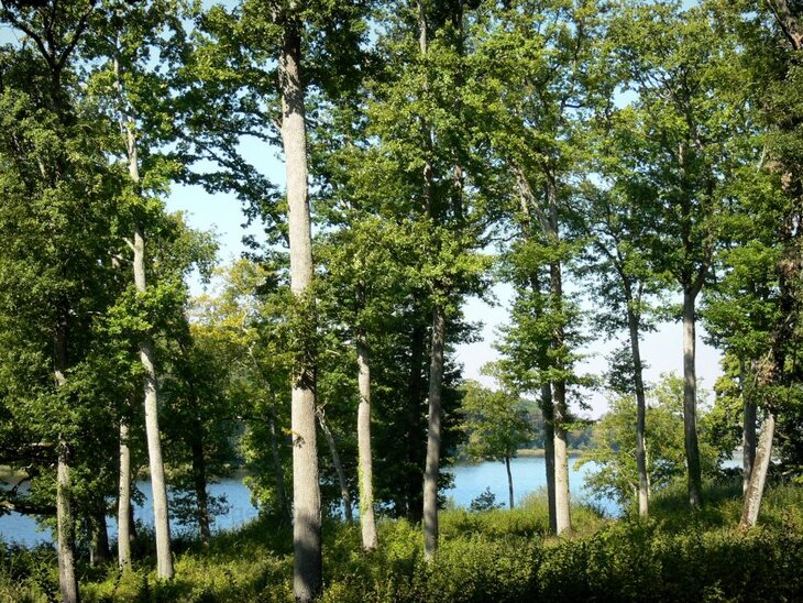 Loisirs Balade dans bois d Etalle pour découvrir nature