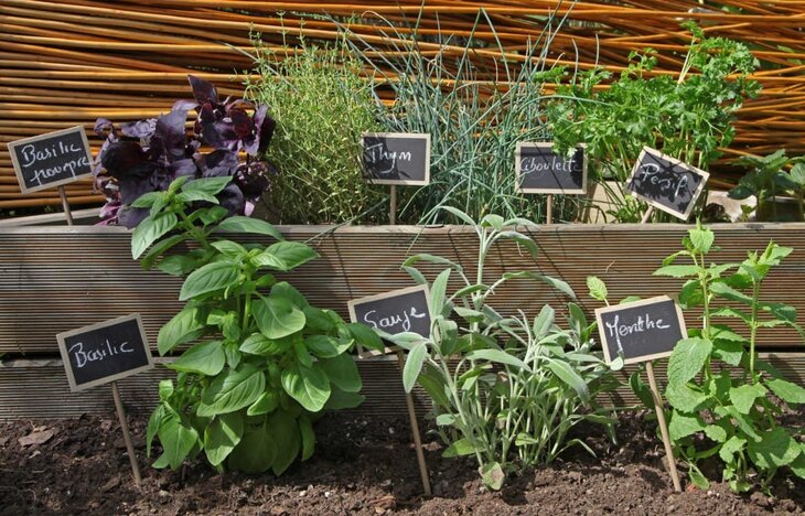 Stages,cours Atelier Cultiver aromatiques