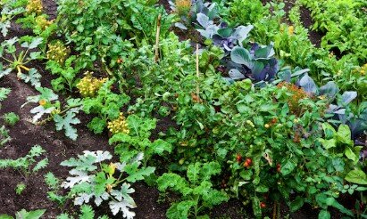 Stages,cours Atelier Semis travaux d’automne potager