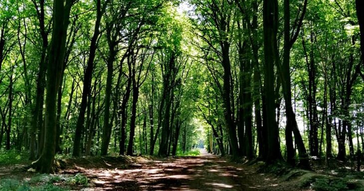 Loisirs Balade dans bois Seraing