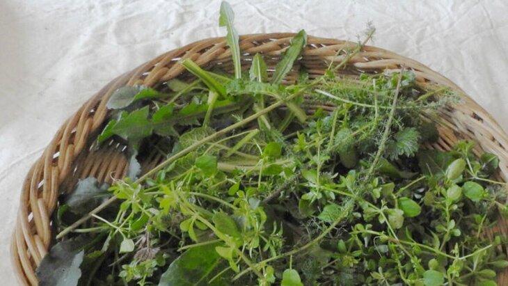 Stages,cours Cuisine sauvage