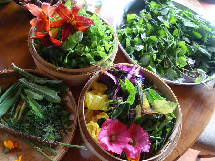 Stages,cours Cuisine Sauvage