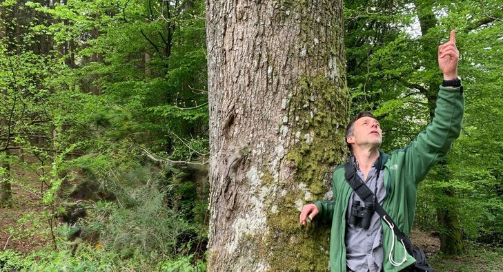 Loisirs Lesse d arbre arbre