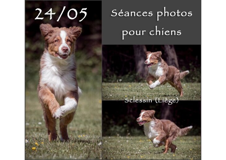 Loisirs Séances photos chiens (sur terrain clôturé) Alain Thimmesch
