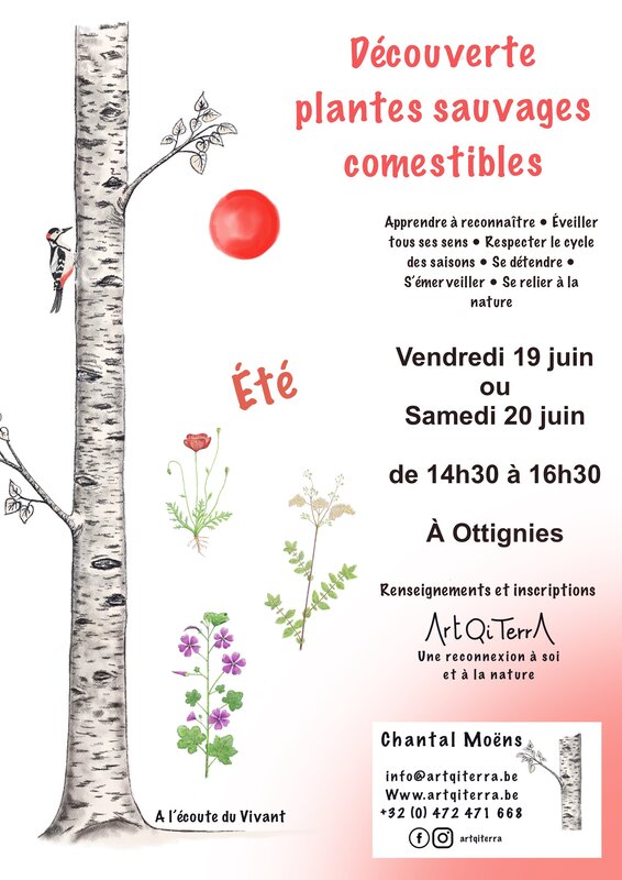 Loisirs Découverte plantes sauvages comestibles l été