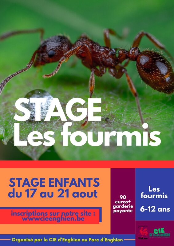 Stages,cours Stage fourmis
