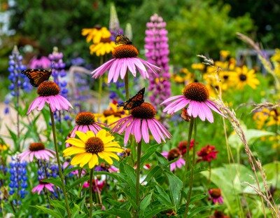 Loisirs Balade : Fleurs insectes, alliés la nature