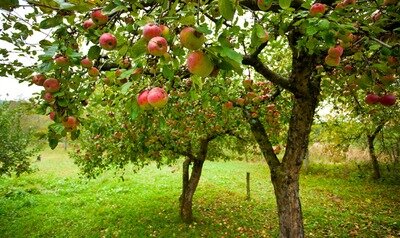 Loisirs Balade guidée dans vergers