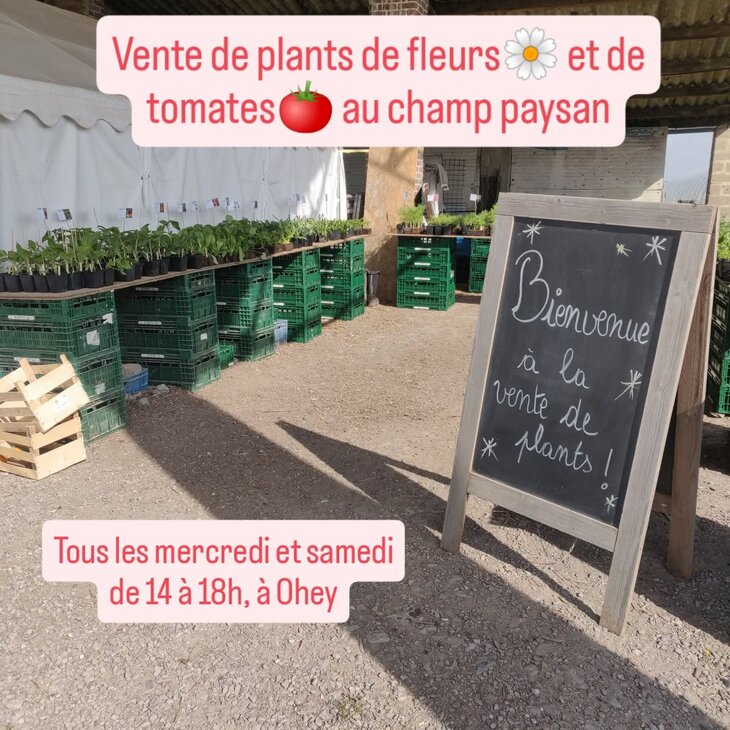 Loisirs Vente plants fleurs tomates