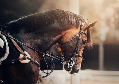 Loisirs Cortège cheval pèlerinage Notre Dame Affligés