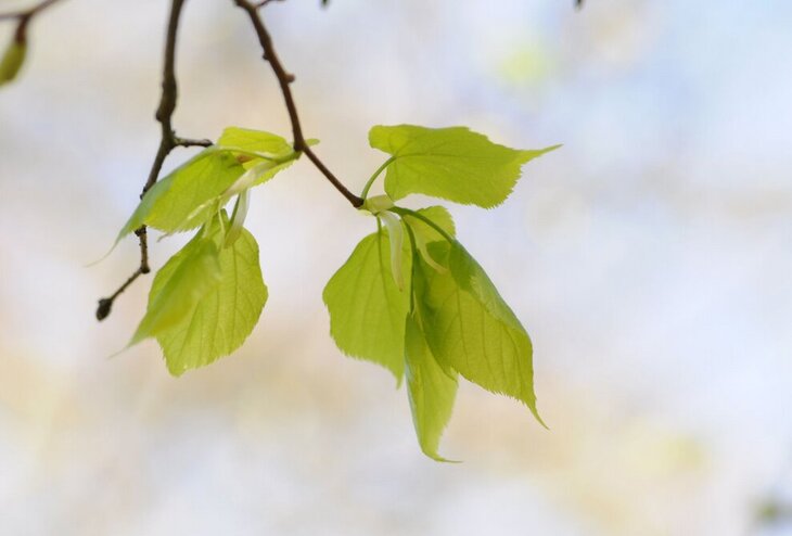 Loisirs Découverte ludique arbres été