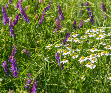 Stages,cours Atelier cuisine plantes sauvages