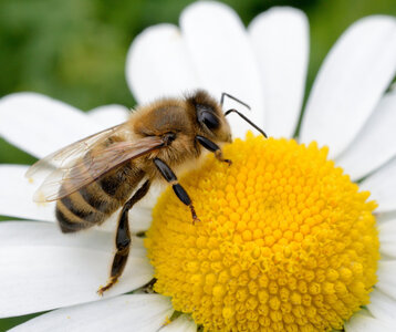 Stages,cours Un jardin fleuri favorable auxiliaires
