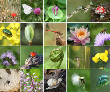 Soirées Apéro-conférence biodiversité