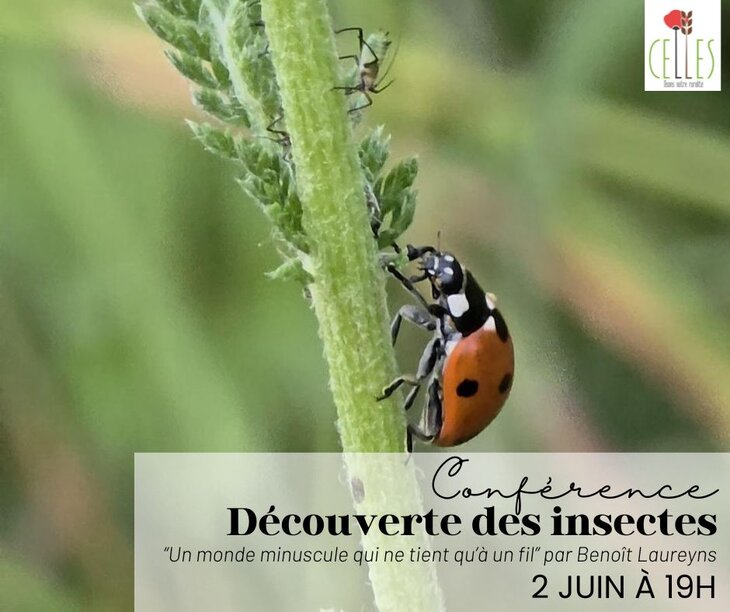 Conférences Conférence découverte insectes “Un monde minuscule ne tient qu’à fil 