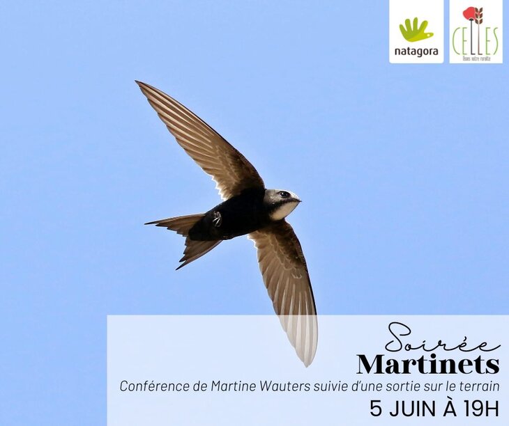 Conférences Conférence les martinets   Martinet noir, entre ciel pierre  
