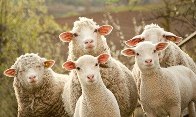Loisirs La journée mouton Ceva
