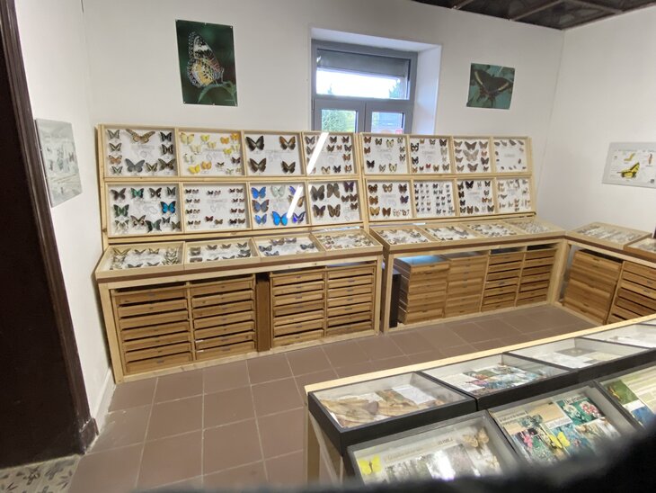 Expositions Musée insectes / papillons